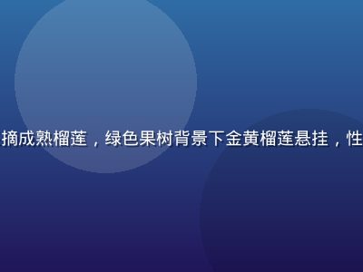 泰国榴莲产地果园中工人采摘成熟榴莲，绿色果树背景下金黄榴莲悬挂，性福宝榴莲视频产地探访系列